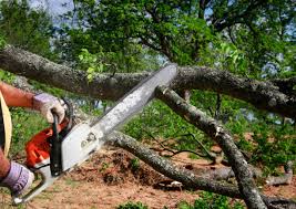 Reliable Beaverton, OR Tree Services Solutions