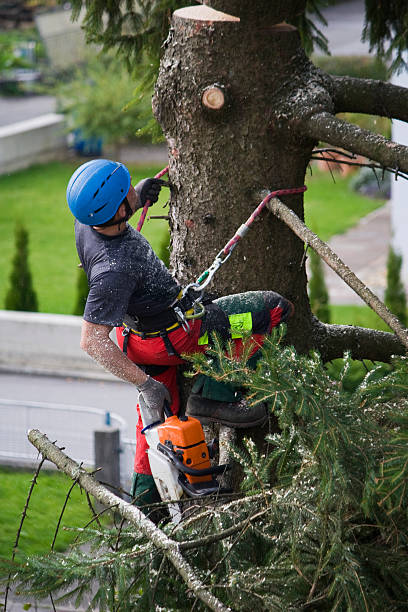 Best Tree Risk Assessment  in Beaverton, OR