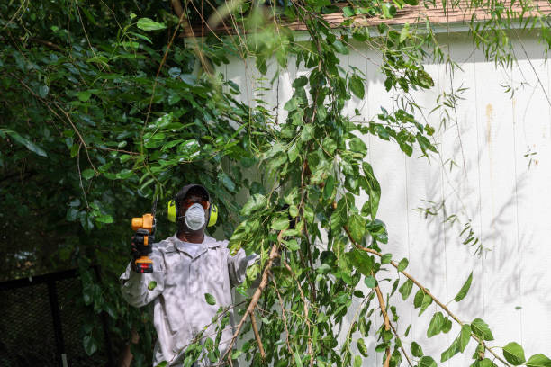 How Our Tree Care Process Works  in  Beaverton, OR
